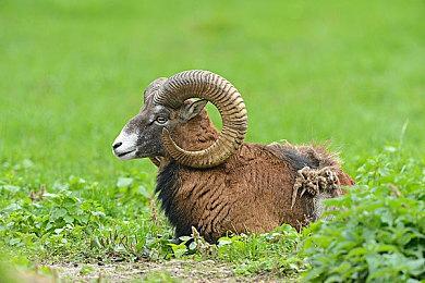 《InZOI》重点更新8月发布 开放新岛屿增加游泳等